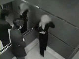 What Happens In Elevator May Not Stay In Elevator